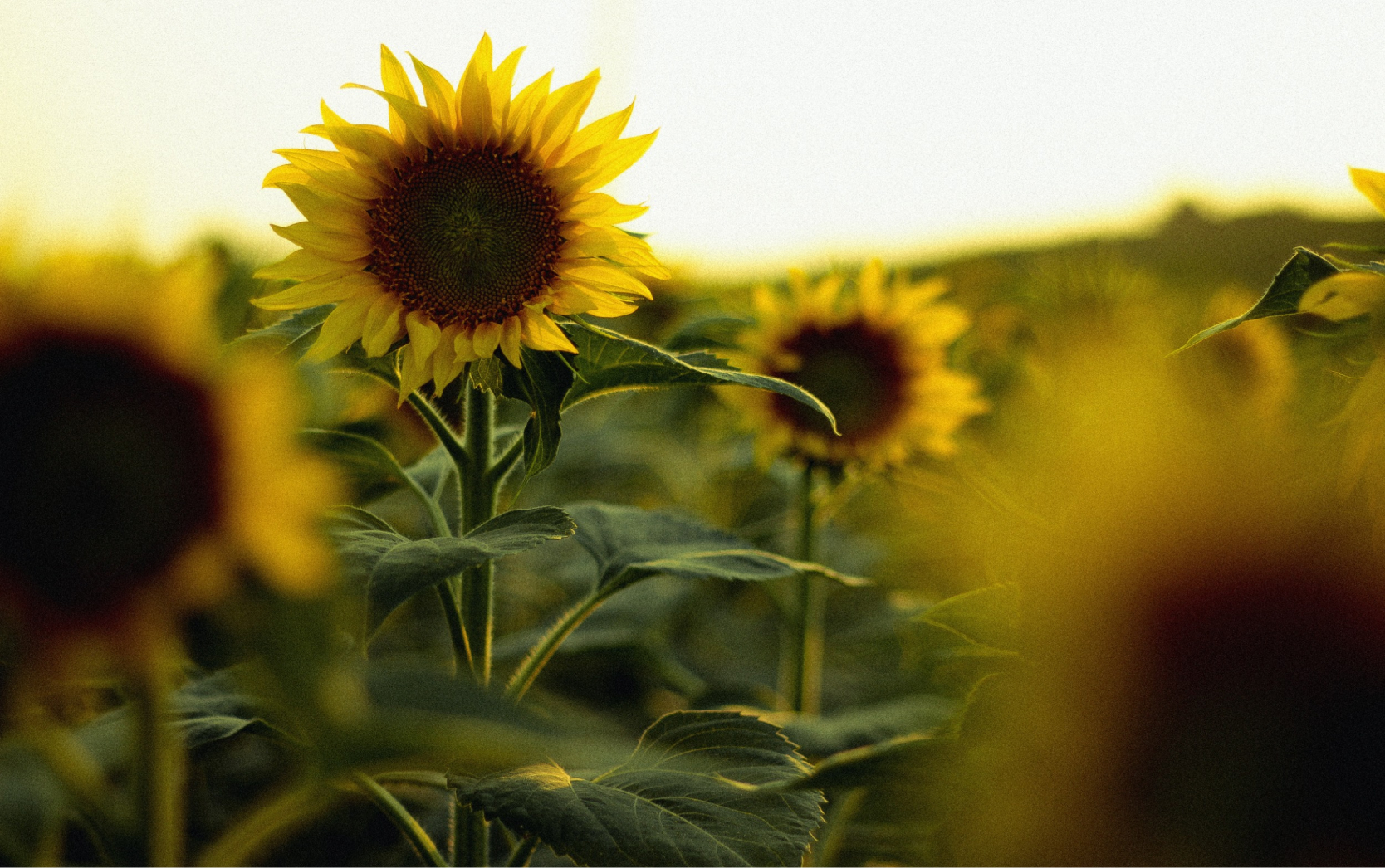 seventh image of sunflowers
