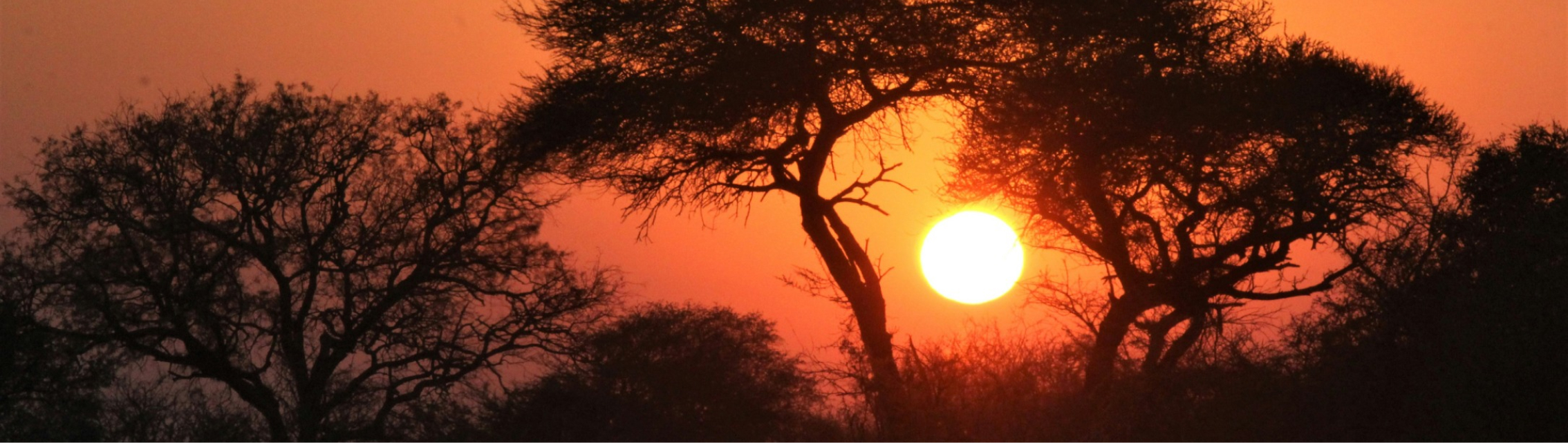 fifth image of sunset and trees